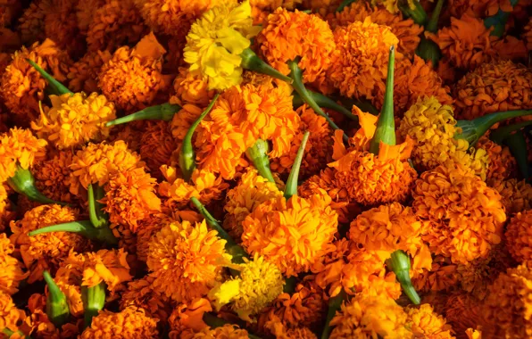 Flowers, petals, placer, orange, a lot, marigolds