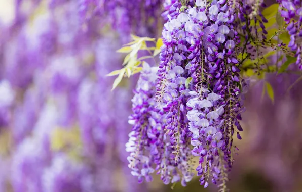 Flowers, branches, nature, background, color, beauty, spring, purple