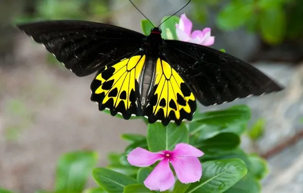 Leaves, macro, butterfly, wings, beautiful, flowers, closeup