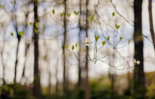 Flowers, nature, branch, spring, leaves, flowering, bokeh, twigs