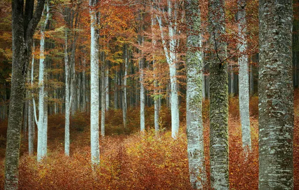 Autumn, forest, trees, nature