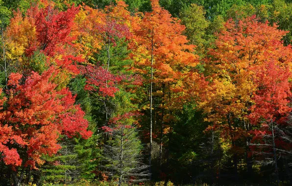 Picture autumn, forest, grass, trees