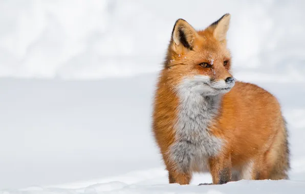 Winter, snow, Fox, red