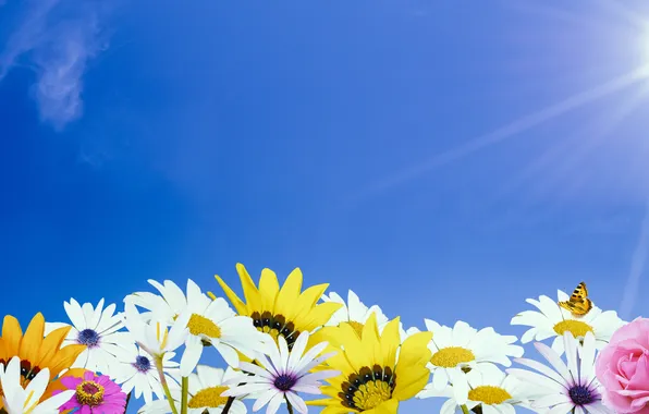 Picture field, the sky, the sun, flowers, nature, plants