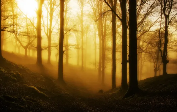 Forest, light, landscape, nature, fog, morning