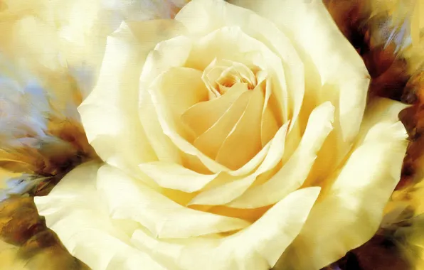 Figure, rose, Flowers