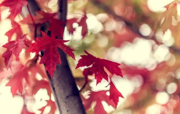 Autumn, leaves, macro, nature, tree, branch, bokeh, Burgundy