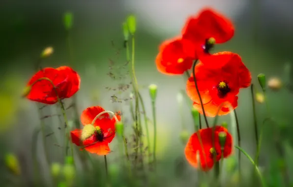Picture summer, flowers, red, background, glade, Mac, Maki, treatment