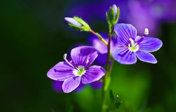 Summer, macro, petals, Veronica Dubravnaya