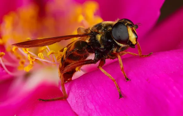 Flower, macro, fly, background, pink, OSA, petals, stamens