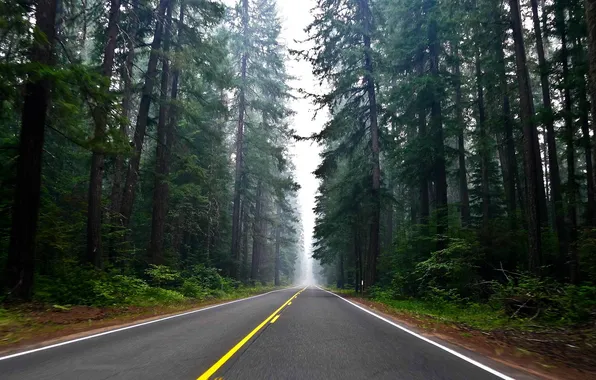 Picture road, forest, the sky, trees, landscape, nature, plants, forest