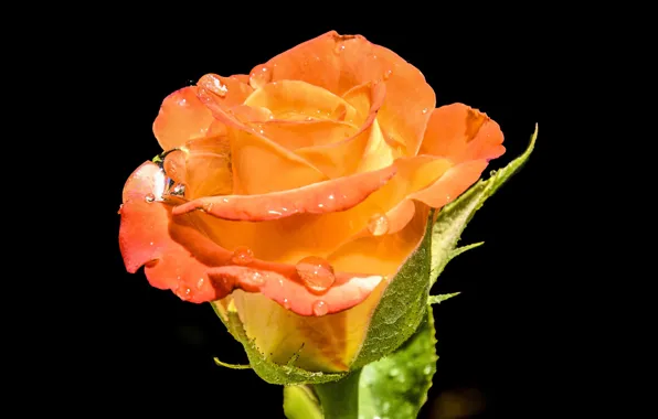 Picture background, roses, petals, buds