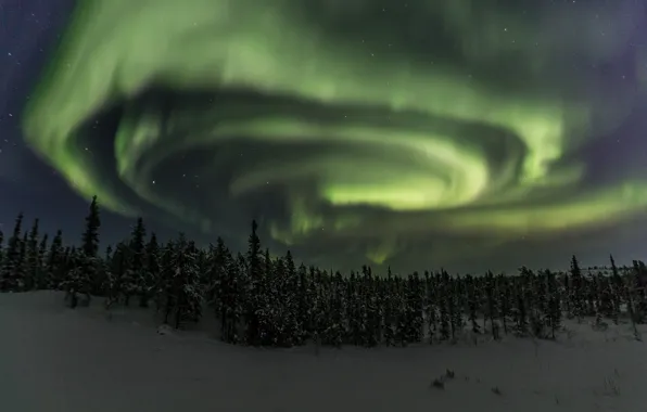 Picture winter, forest, night, Northern lights