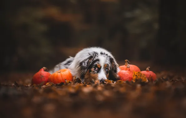 Picture autumn, look, face, nature, Park, the dark background, foliage, dog