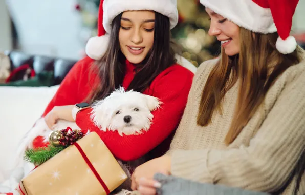 Face, girls, box, gift, dog, Christmas, puppy, New year
