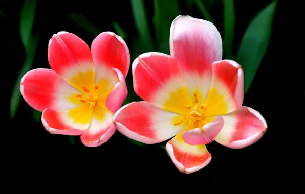 Leaves, macro, background, Tulip, petals