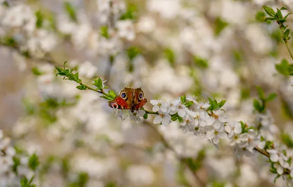 Cherry, spring, the gardens are blooming, the butterfly is sitting
