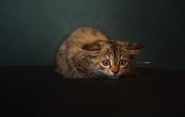 Picture background, kitty, scared, cat, Alexander Drobkov-Light