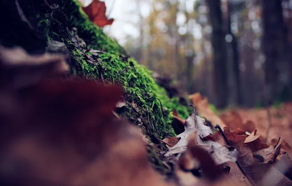 Autumn, forest, leaves, foliage, moss