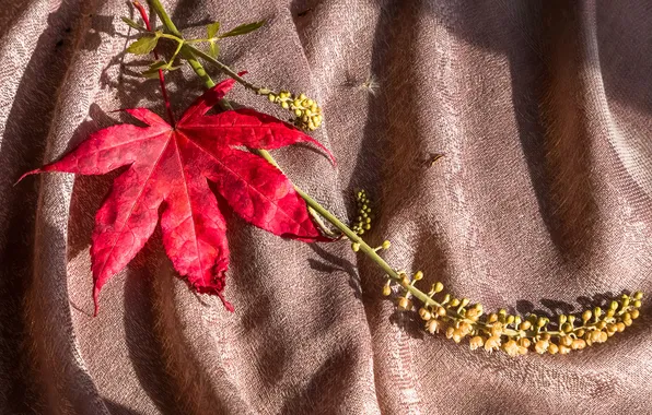 Autumn, sheet, fabric, maple