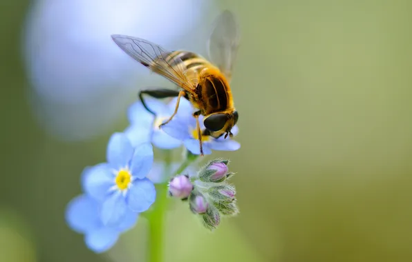 Flowers, bee, wings, blue, insect, field, forget-me-nots