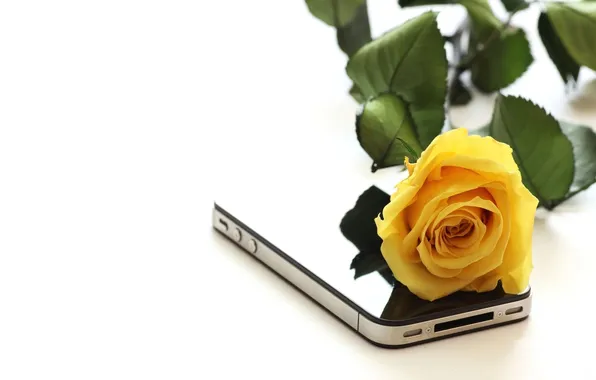 Flower, rose, phone, yellow