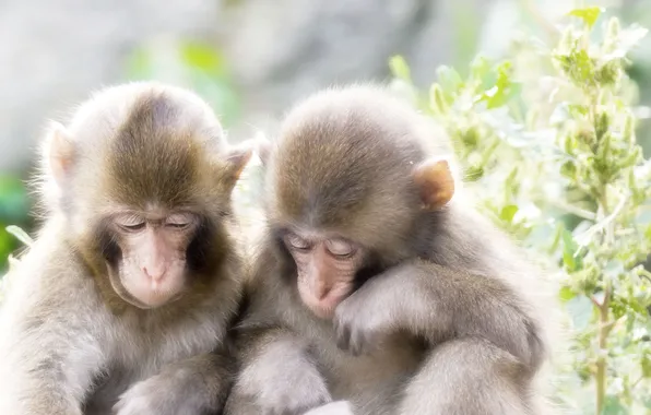 Picture background, Japanese macaques, cubs, snow monkeys