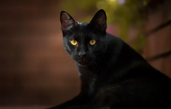 Cat, cat, look, black cat