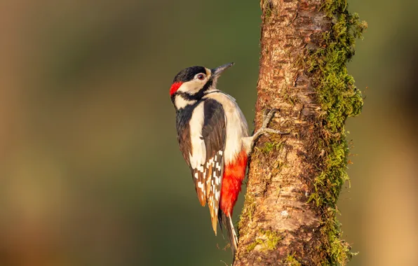 Picture background, tree, bird, woodpecker