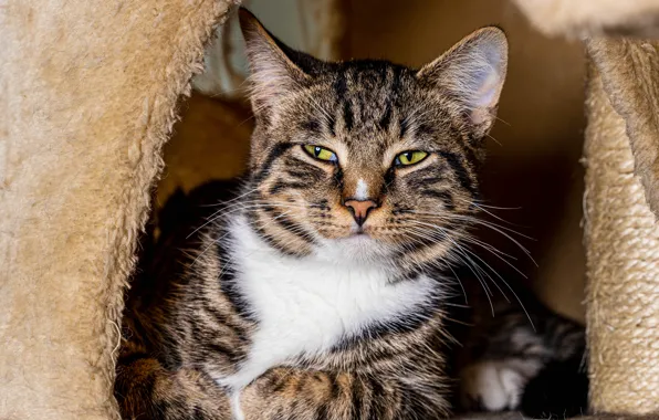 Cat, cat, look, face, grey, lies, striped
