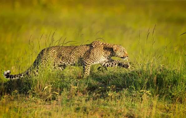 Predator, leopard, sneaks