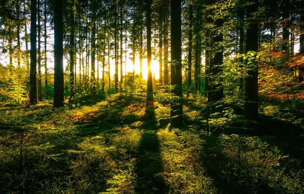 Wallpaper rays, light, shadow, the sun, autumn, forest