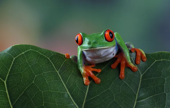Look, pose, leaf, frog, green, wood, red-eyed tree frog