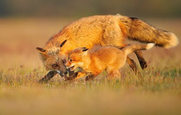 Grass, look, the game, Fox, Fox, a couple, Fox