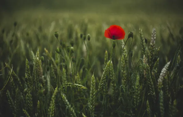 Wheat, field, flower, summer, Mac