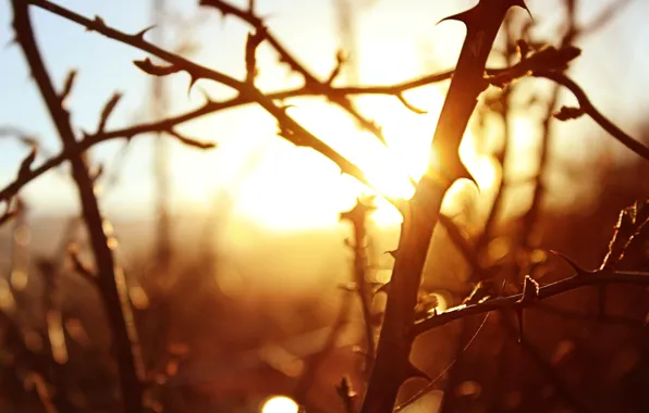 Picture the sun, macro, trees, sunset, branches, background, widescreen, Wallpaper