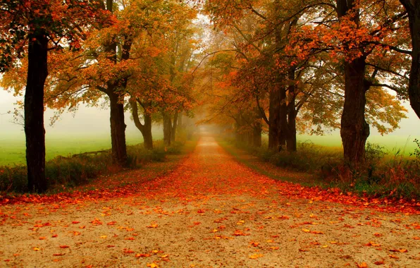 Road, autumn, forest, leaves, trees, nature, Park, colors