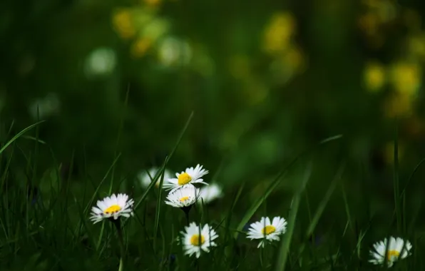 Picture summer, grass, flowers, nature, Wallpaper, glade, chamomile, flowering