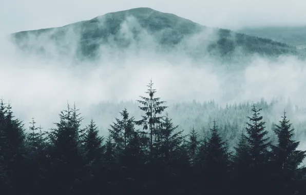 Forest, nature, fog, mountain