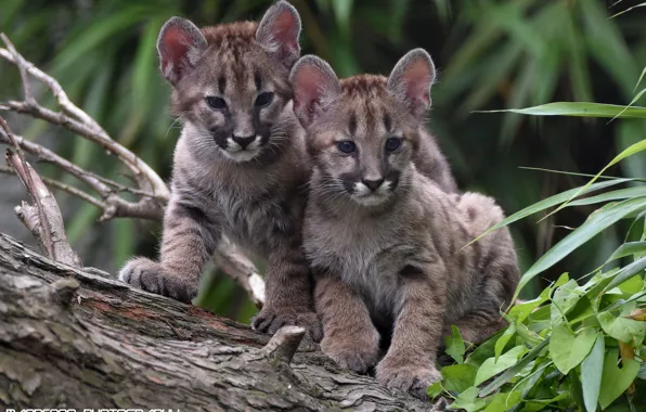 Kids, Puma, cubs