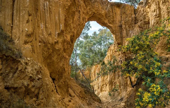 Flowers, nature, rocks