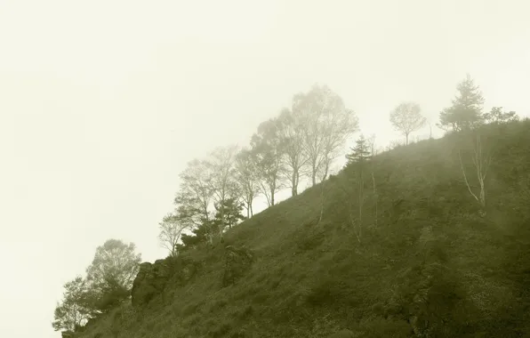 Picture trees, mountains, fog, morning
