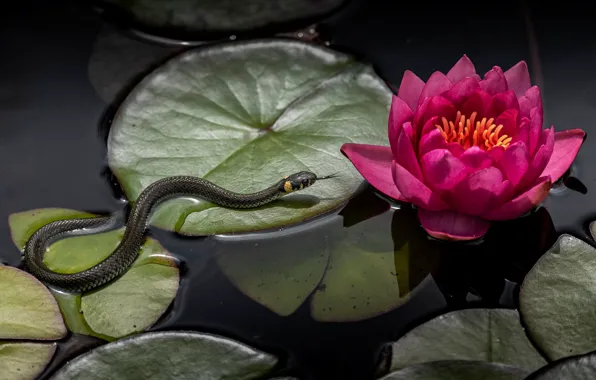 Picture flower, leaves, water, pond, snake, water Lily, an ordinary snake