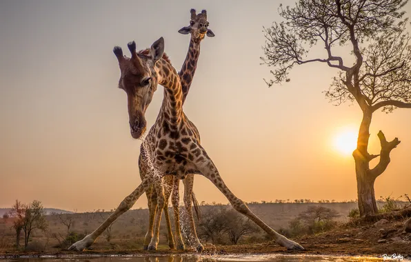 Water, trees, sunset, giraffe, drink