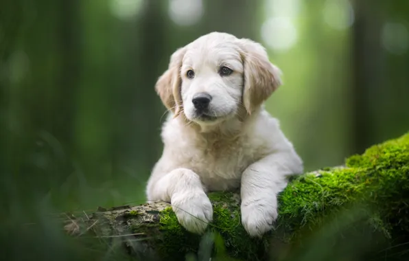 Picture moss, dog, paws, puppy, log, face, bokeh, Golden Retriever