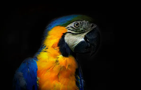 Bird, Ara, parrot, Colors in the dark