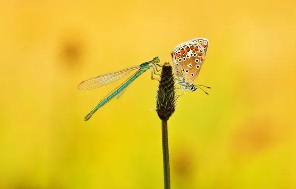 Picture flower, macro, butterfly, dragonfly