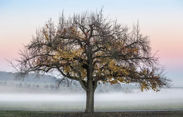 Picture autumn, fog, tree