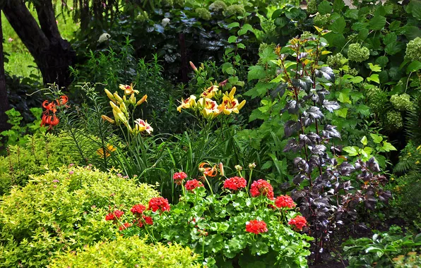 Picture trees, flowers, Lily, garden, the bushes, geranium