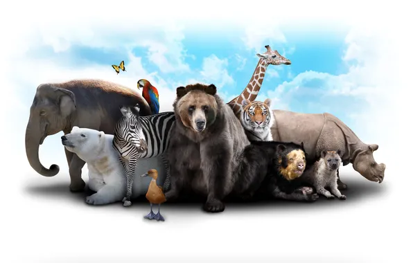 Picture the sky, clouds, tiger, animals, butterfly, elephant, bear, giraffe
